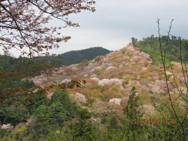 Osaka Private Tour - Cherry blossomViewing