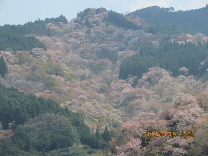 Osaka Private Tour - Cherry blossomViewing