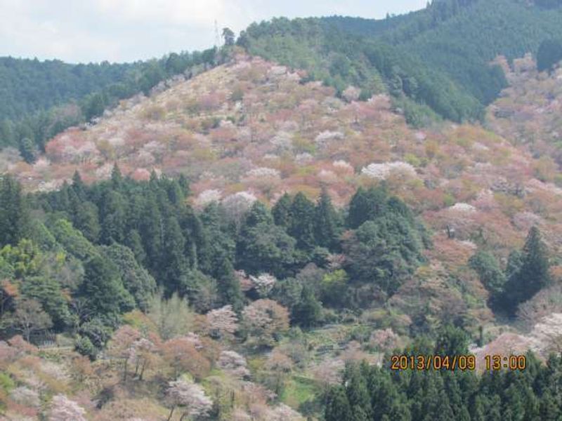 Osaka Private Tour - Cherry blossomViewing