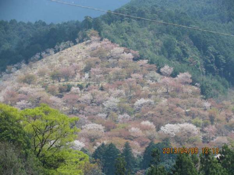 Osaka Private Tour - Cherry blossomViewing