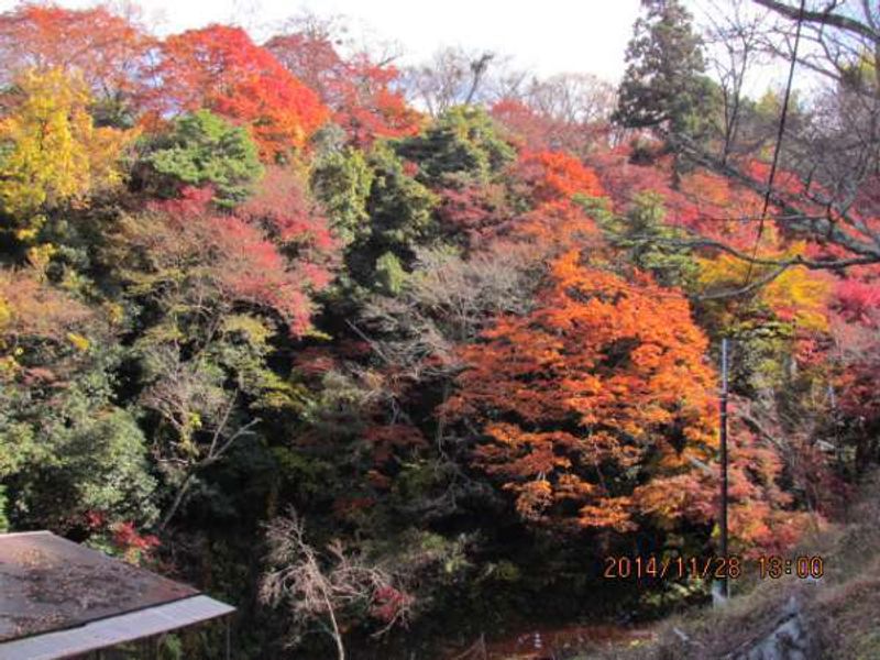 Osaka Private Tour - Beautifullly changing colors of Autumn Leaves