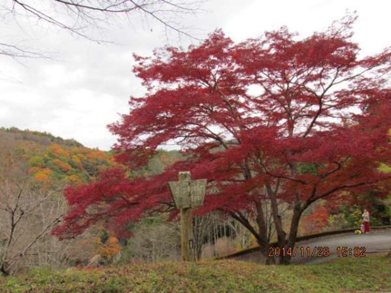 Osaka Private Tour - Beautifullly changing colors of Autumn Leaves