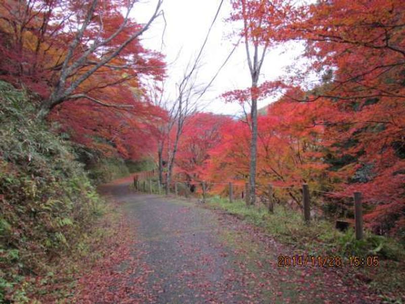 Osaka Private Tour - Beautifullly changing colors of Autumn Leaves