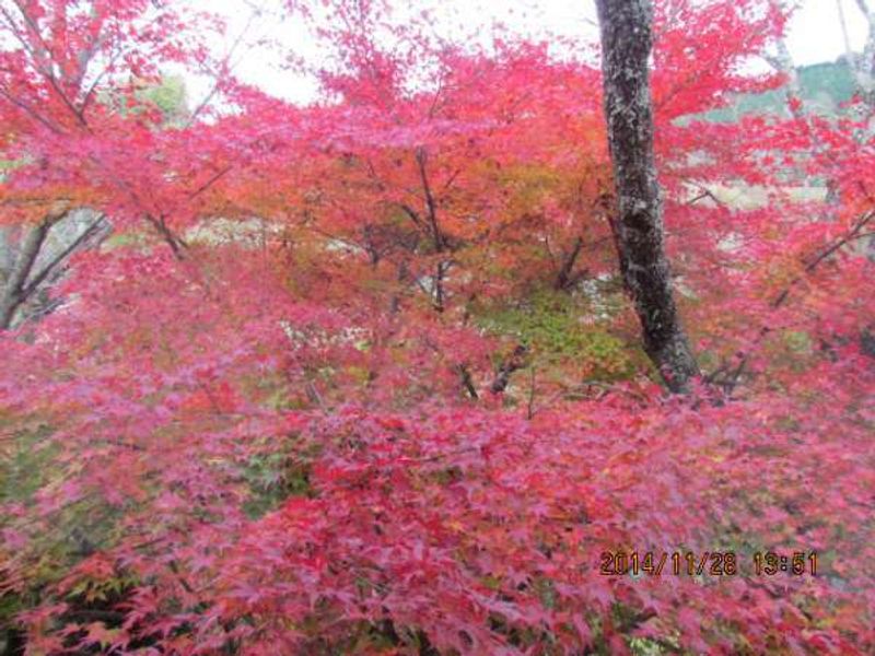 Osaka Private Tour - Beautifullly changing colors of Autumn Leaves