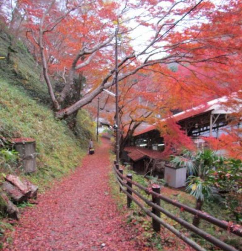 Osaka Private Tour - Beautifullly changing colors of Autumn Leaves