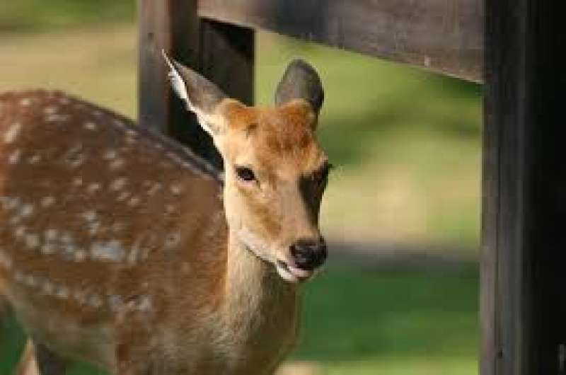 Kyoto Private Tour - Nara Park