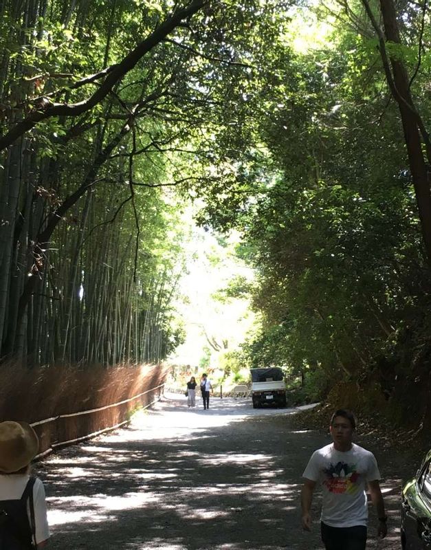 Kyoto Private Tour - Bamboo grove