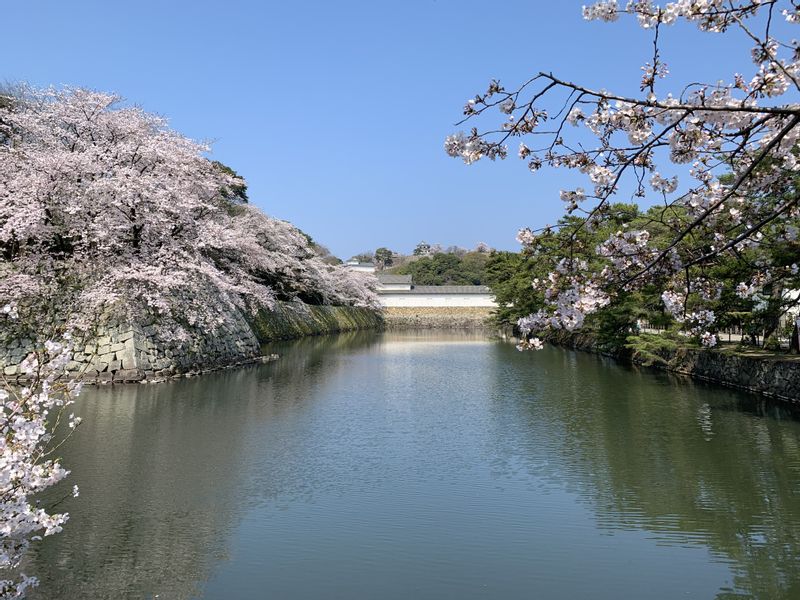 Shiga Private Tour - Hikone Castle with cherry blossoms in full bloom