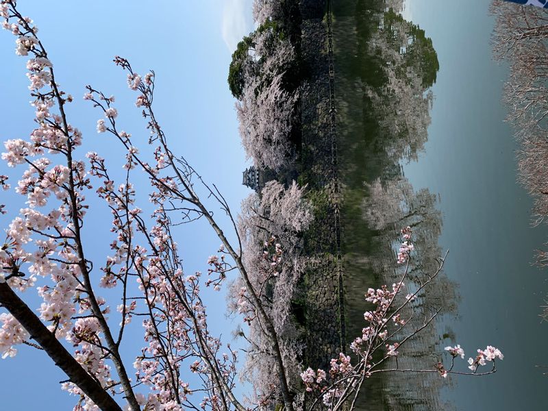 Shiga Private Tour - Hikone Castle with cherry blossoms in full bloom