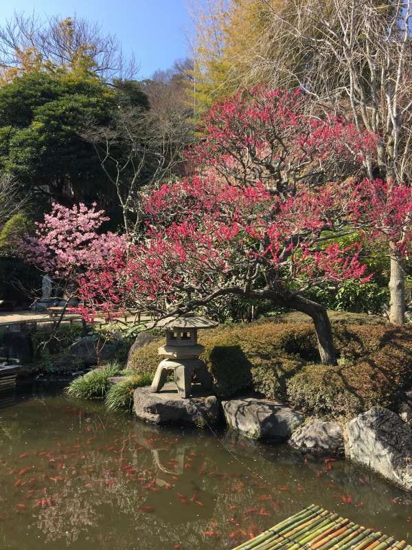 Kamakura Private Tour - In Hasedera temple, you can enjoy seasonal flowers and sea views.