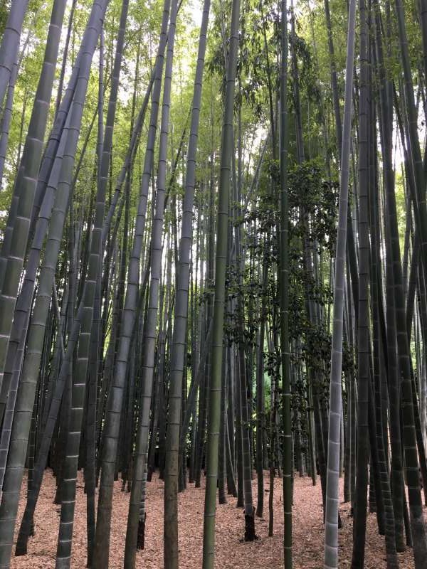 Kamakura Private Tour - Hokokuji temple is well known as a bamboo temple. You can enjoy a bamboo garden in a quiet atmosphere unlike the one in Kyoto. 