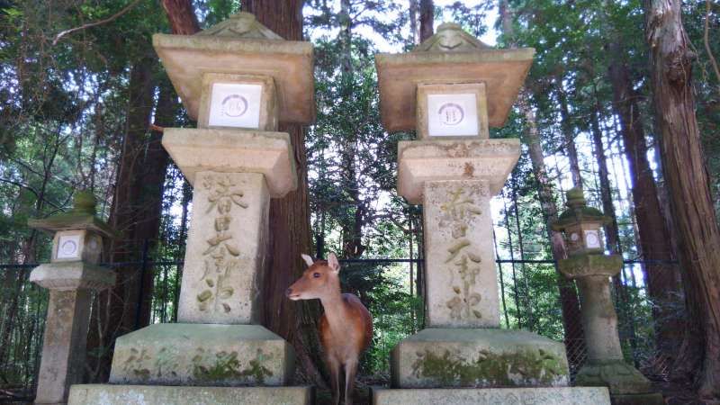 Nara Private Tour -  Deer & shrine