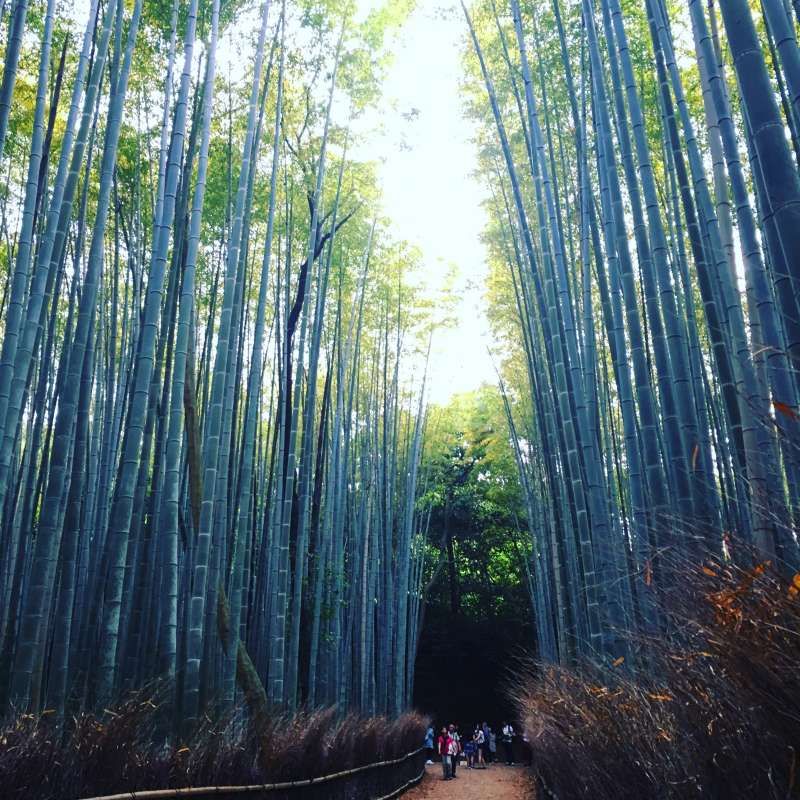 Kyoto Private Tour - Feel fantastic atmosphere in the bamboo forest !