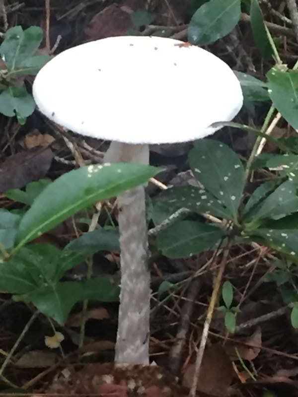 Mount Fuji Private Tour - White mushroom in autumn