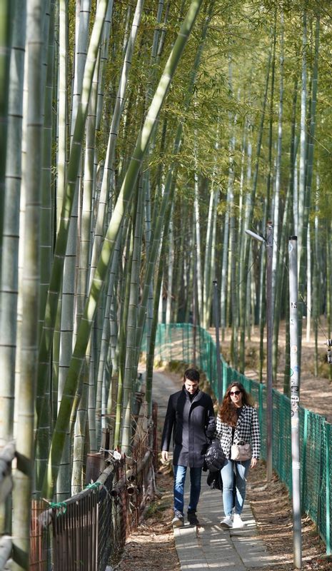 Kyoto Private Tour - Hidden bamboo path