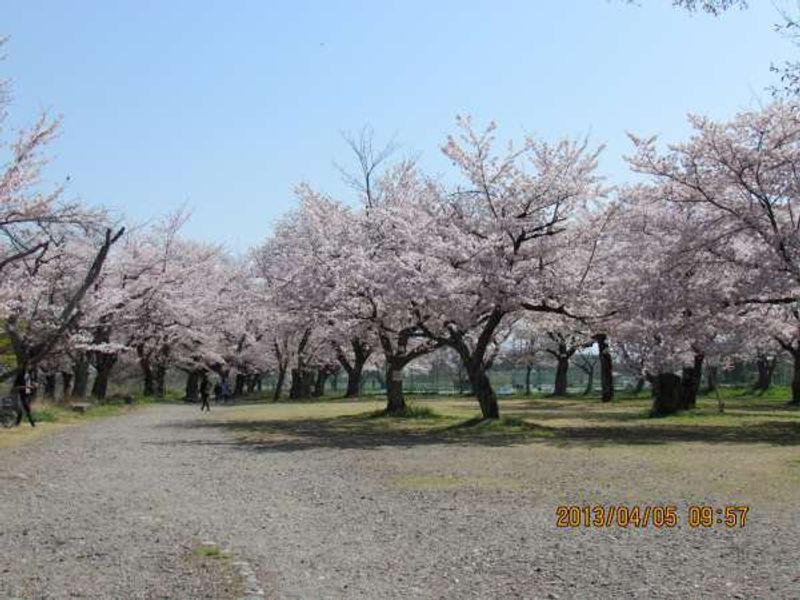 Kyoto Private Tour - Cherry blossoms near Arashiyama Peak