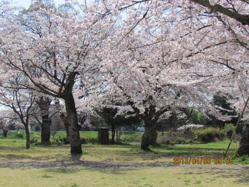 Kyoto Private Tour - Cherry blossoms near Arashiyama Peak