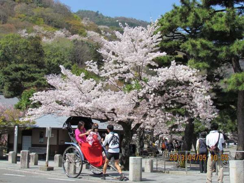 Kyoto Private Tour - Cherry blossoms near Arashiyama Peak