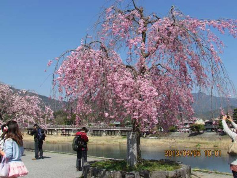 Kyoto Private Tour - Cherry blossoms near Arashiyama Peak