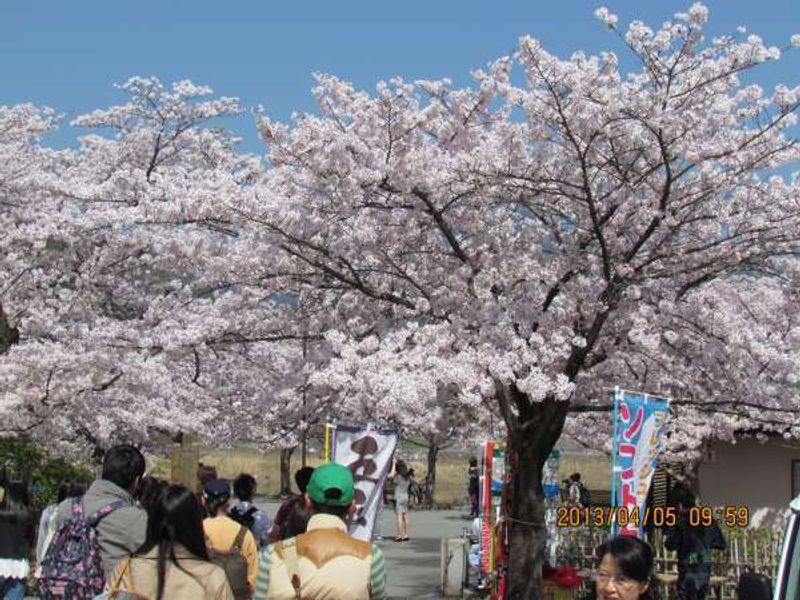 Kyoto Private Tour - Cherry blossoms near Arashiyama Peak