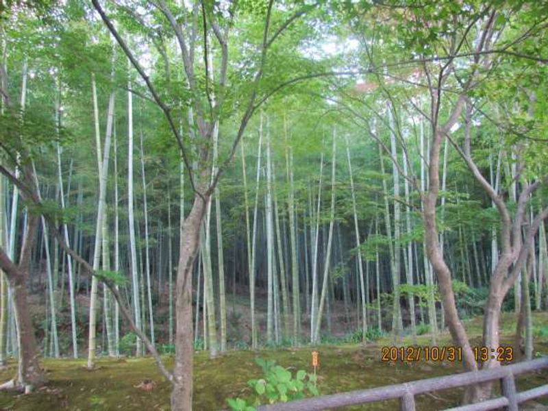 Kyoto Private Tour - Bamboo Groves