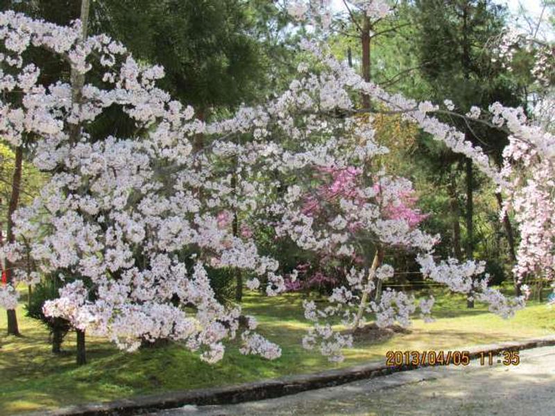 Kyoto Private Tour - Ninnaji Temple