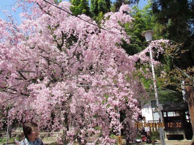 Kyoto Private Tour - Hirano Shrine