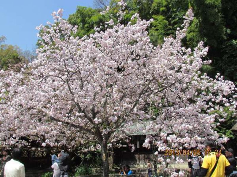 Kyoto Private Tour - Hirano Shrine