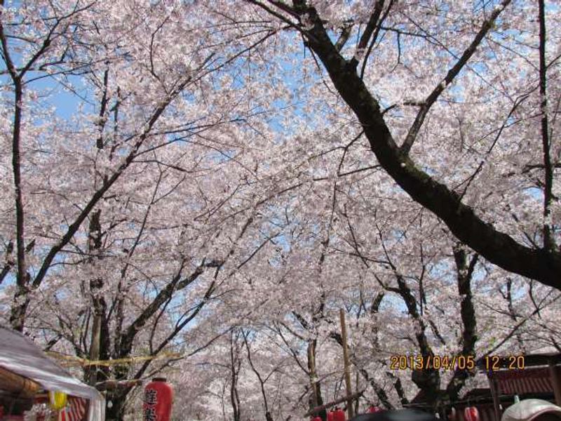 Kyoto Private Tour - Hirano Shrine