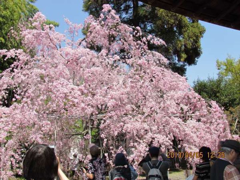 Kyoto Private Tour - Hirano Shrine