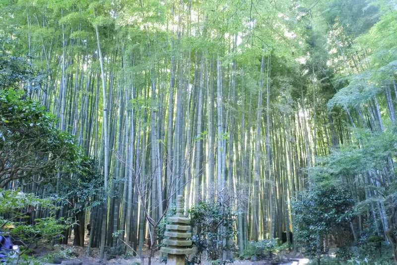 Kamakura Private Tour - Bamboo grove at Hokokuji temple