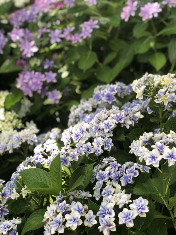 Kamakura Private Tour - Hydrangea at Hase temple