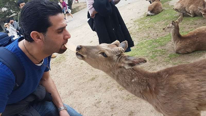 Nara Private Tour - Nara deers park