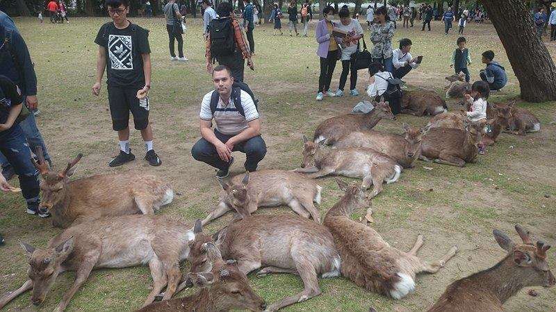 Nara Private Tour - Nara deers park