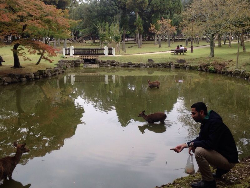 Nara Private Tour - Nara deers park