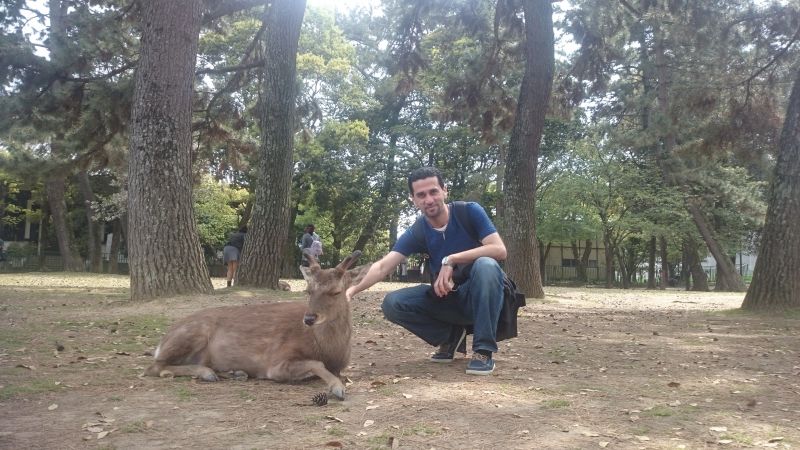 Nara Private Tour - Nara deers park