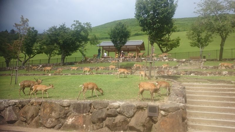 Nara Private Tour - Nara deers park