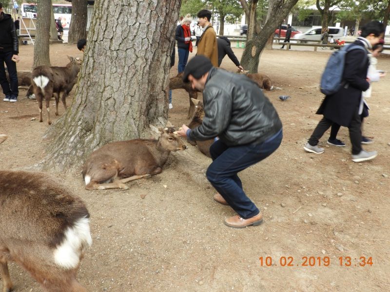 Nara Private Tour - Nara deers park