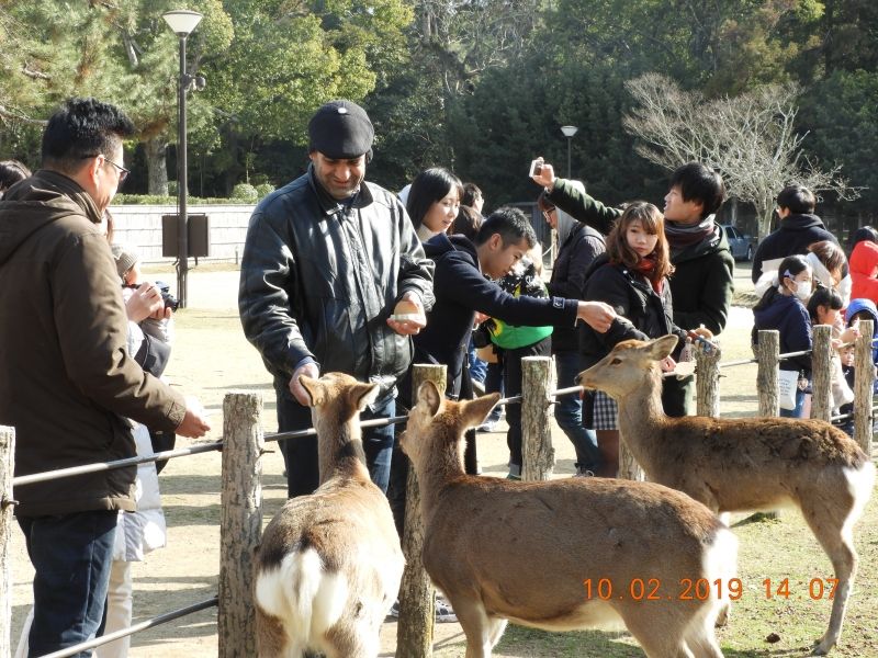 Nara Private Tour - Nara deers park