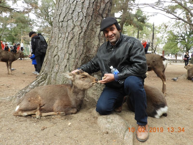 Nara Private Tour - Nara deers park