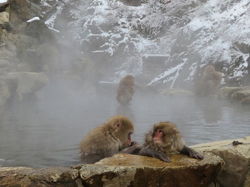 Nagano Private Tour - Snow monkey park