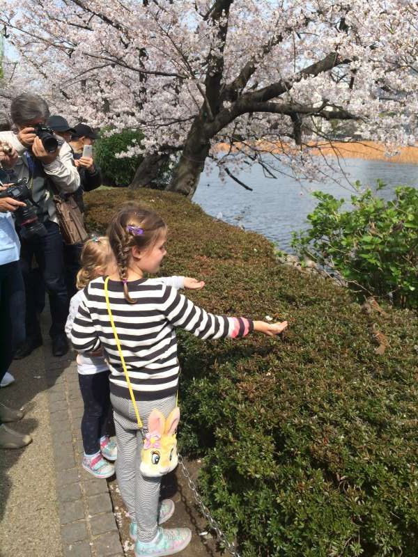 Tokyo Private Tour - 賞櫻季，小朋友餵麻雀~