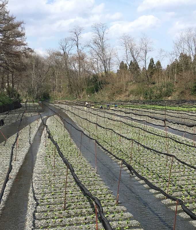 Nagano Private Tour - Daio Wasabi Farm 2