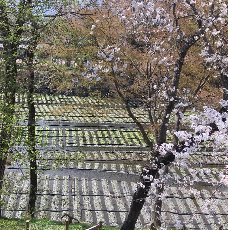 Nagano Private Tour - Daio Wasabi Farm 3