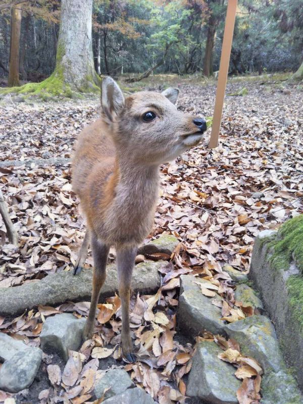 Nara Private Tour - One of the 1,500 deer in Nara Park