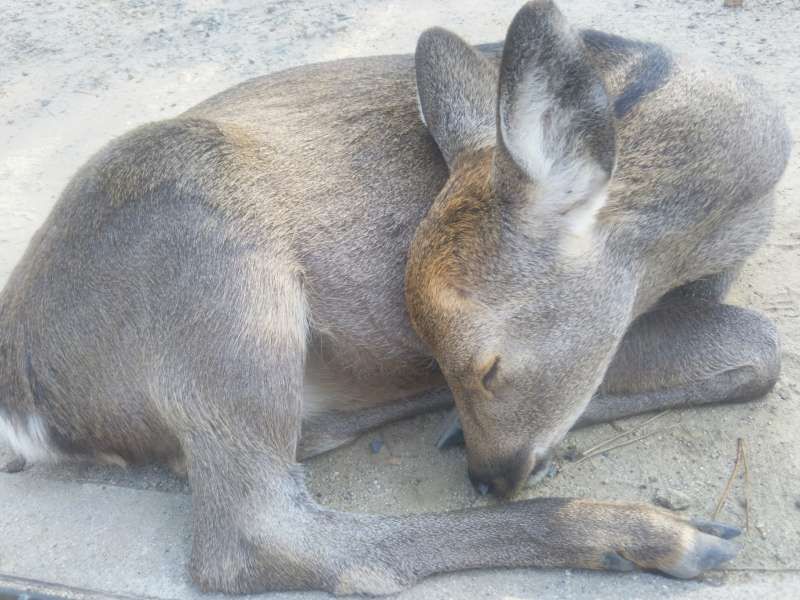 Nara Private Tour - A bambi in peace