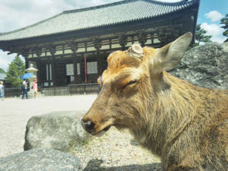 Osaka Private Tour - A deer and a temple