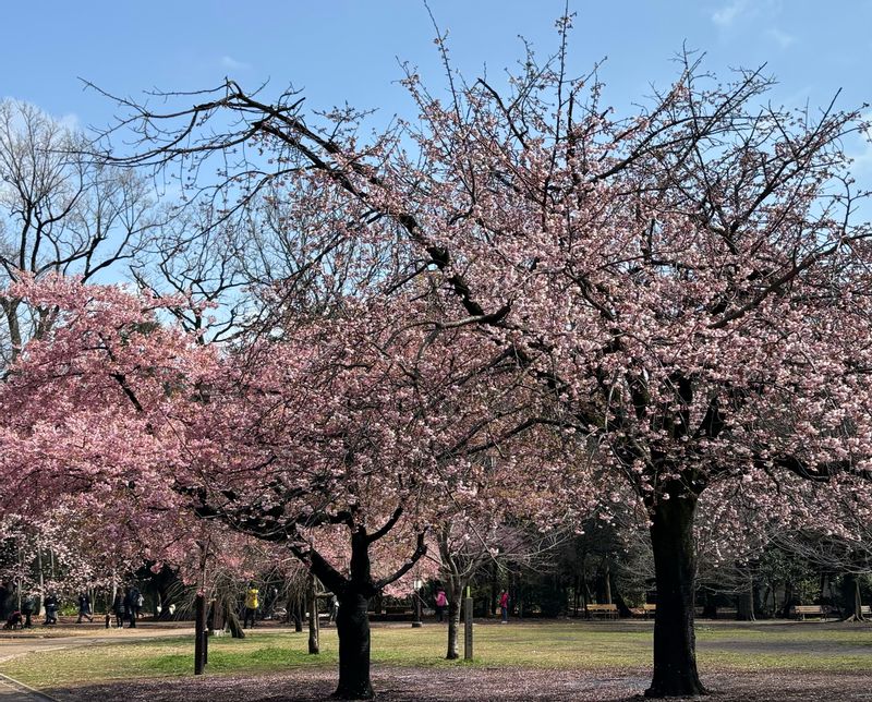 Tokyo Private Tour - 逛完美術館可以到公園漫步在櫻花樹下