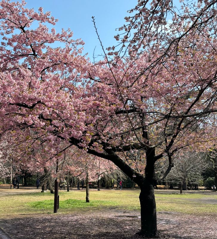 Tokyo Private Tour - 井之頭公園的櫻花樹