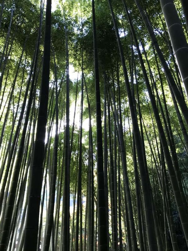 Kamakura Private Tour - Bamboo forest in Hokoku-ji Temple